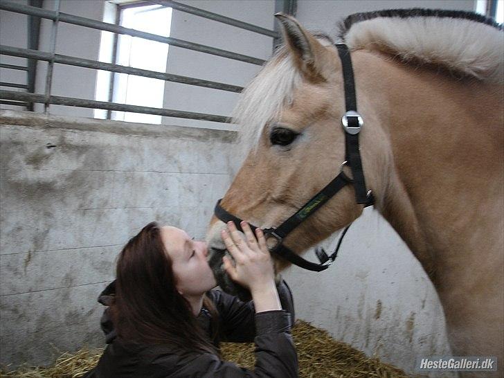 Fjordhest Louis (Stjerne Pony)  - i love you skatter billede 18