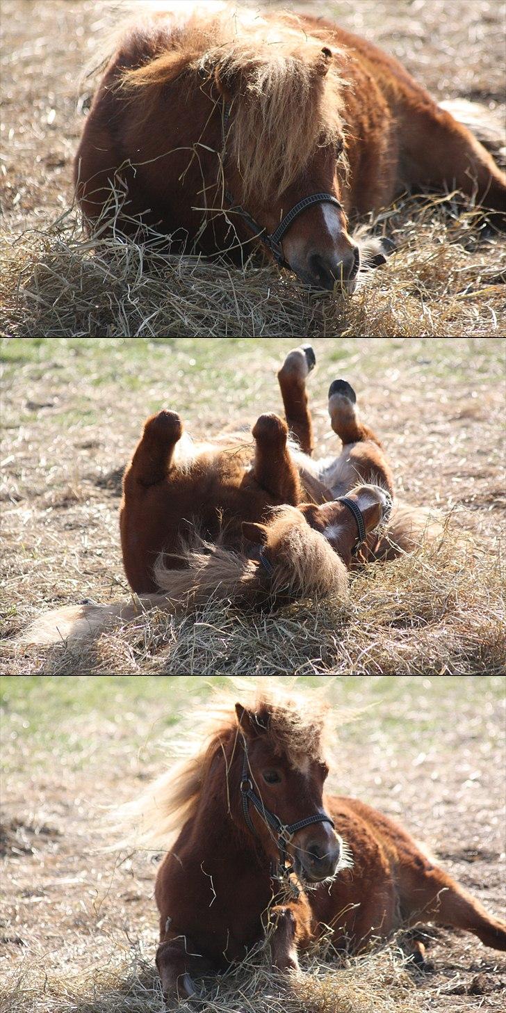 Shetlænder Sussi billede 11