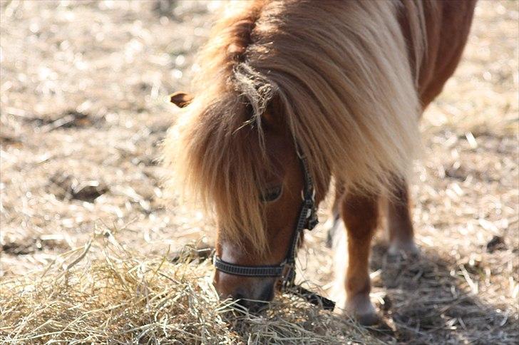 Shetlænder Sussi billede 12