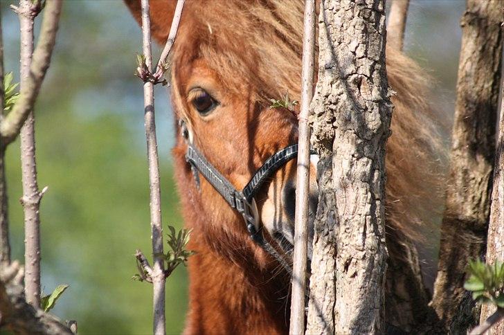 Shetlænder Sussi billede 13