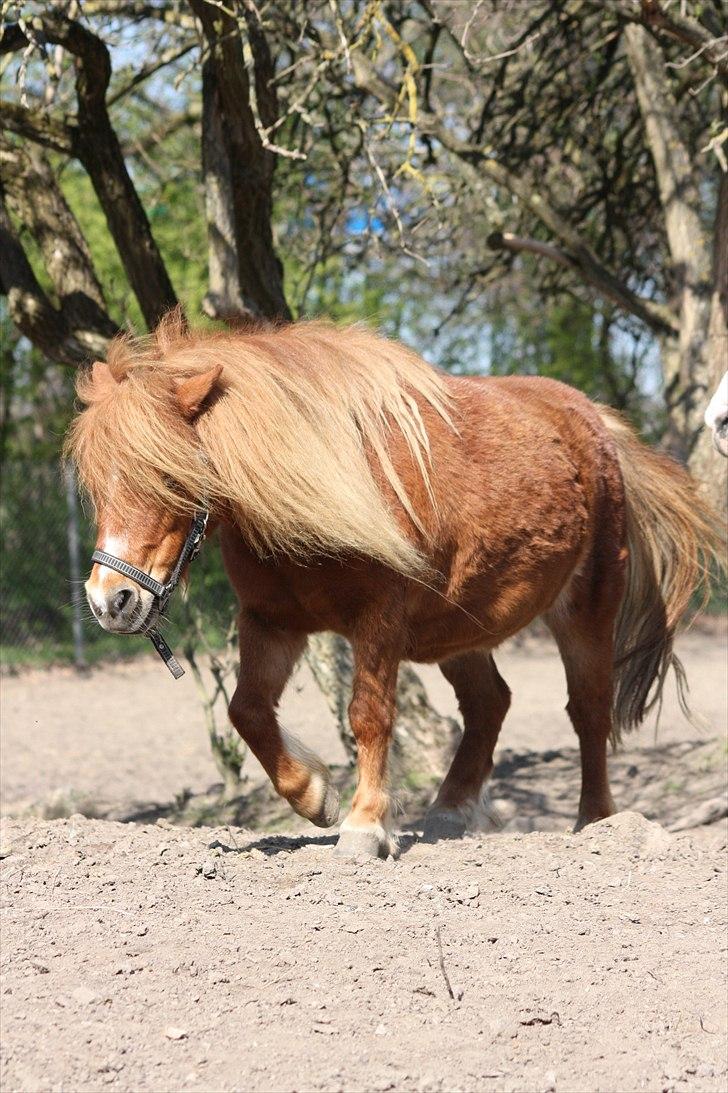 Shetlænder Sussi billede 14
