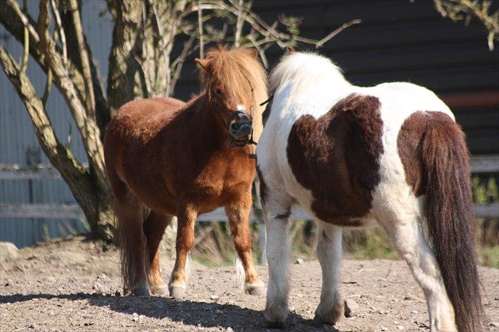 Shetlænder Sussi billede 15