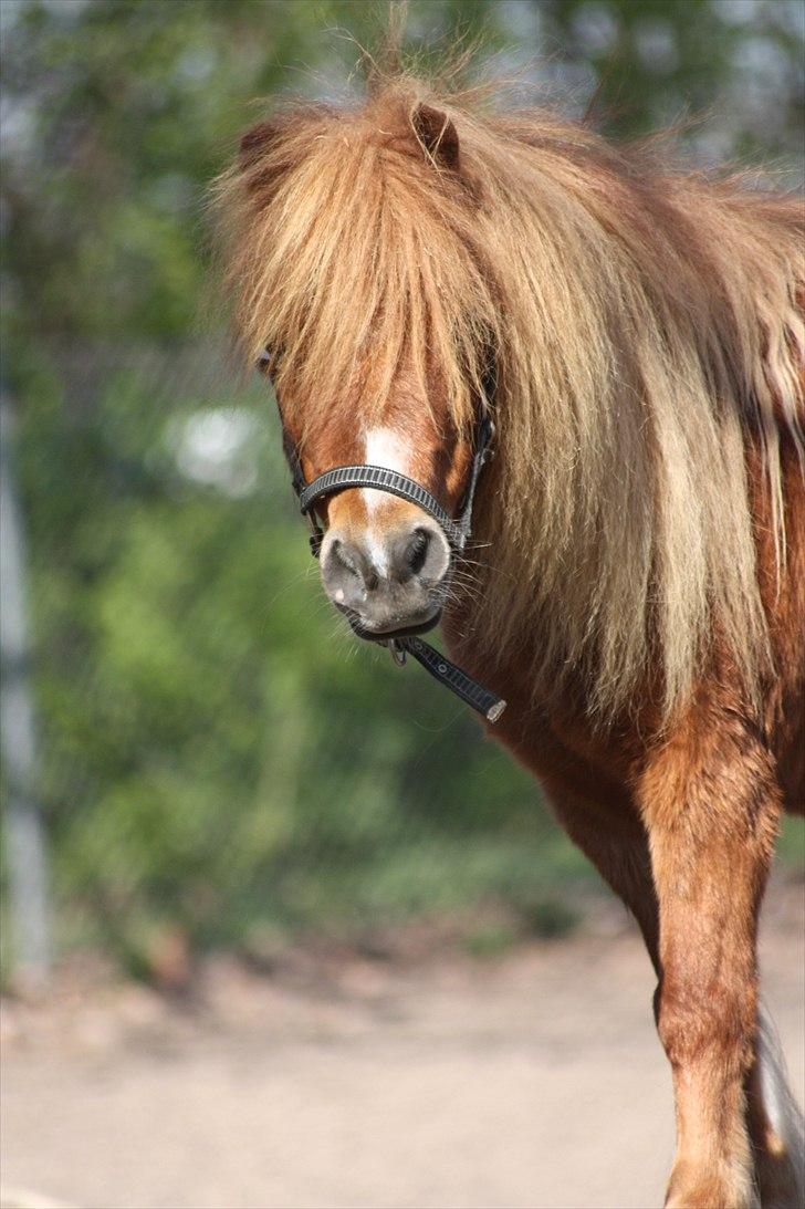 Shetlænder Sussi billede 16