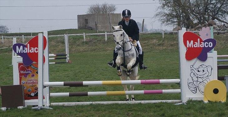 Anden særlig race Tøsen billede 19