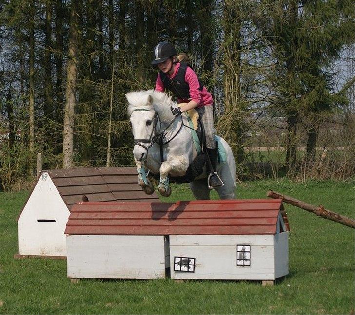 Anden særlig race Tøsen billede 10