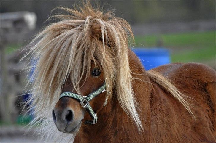 Shetlænder Lukas billede 9