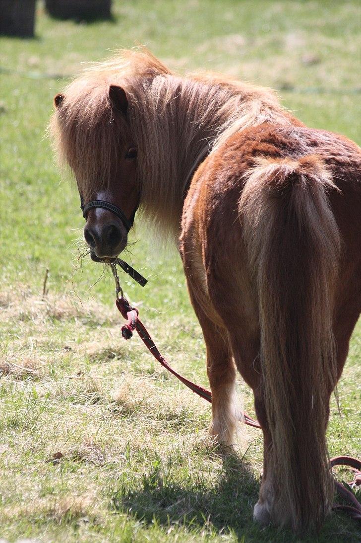 Shetlænder Sussi billede 17