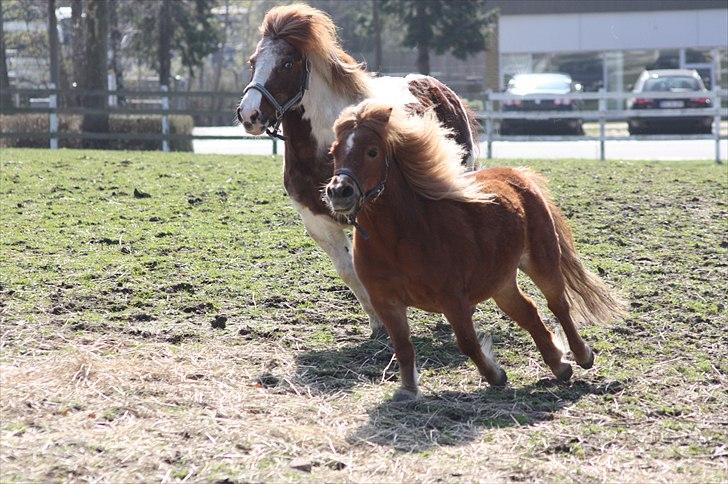 Shetlænder Sussi billede 18