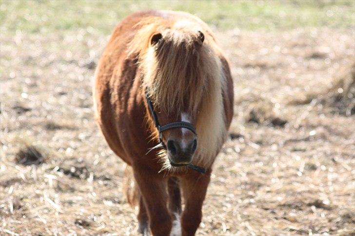 Shetlænder Sussi billede 19