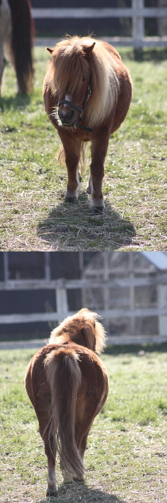 Shetlænder Sussi billede 21