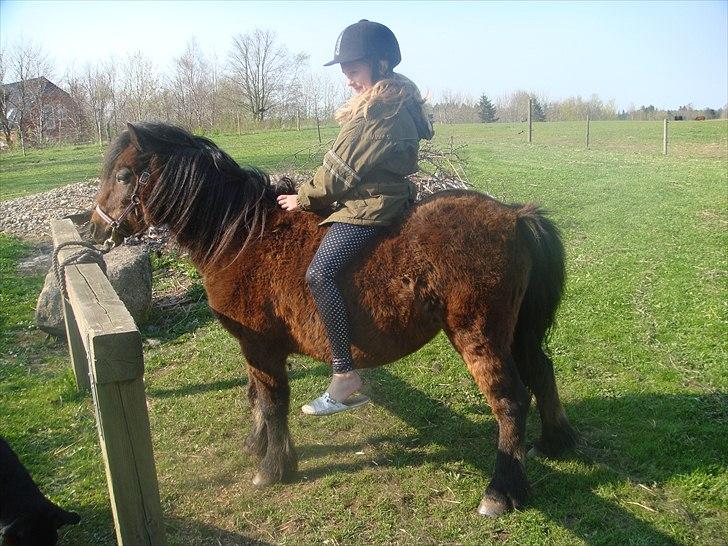 Anden særlig race Jolly billede 12