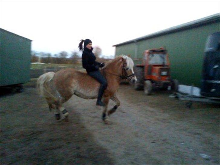 Haflinger Daisy  (Himmelhest) :( - Daisy når hun laver "sin" form for piaf.. Grin billede 1