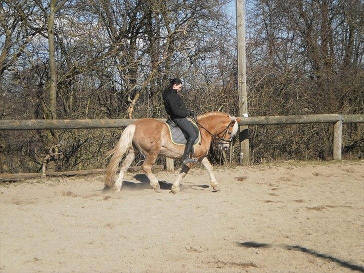 Haflinger Daisy  (Himmelhest) :( - årh, ikke dressur igen igen..  billede 2