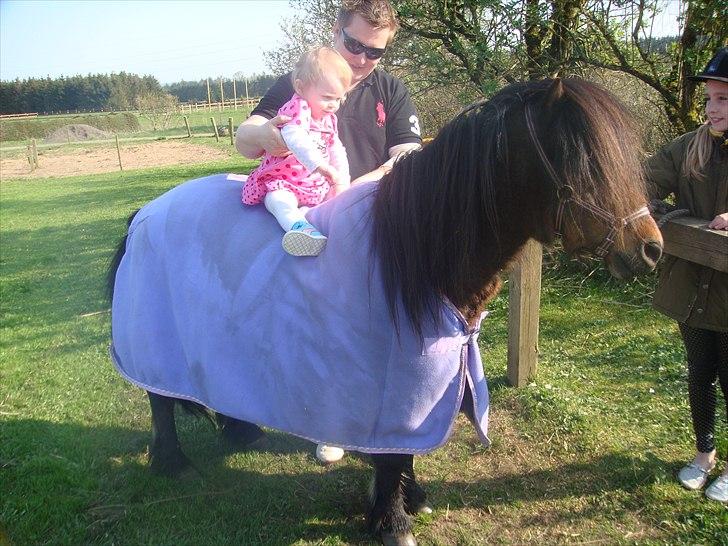 Anden særlig race Jolly billede 13