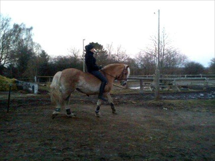 Haflinger Daisy  (Himmelhest) :( - Jubii, lige nu gør jeg som jeg har lyst til..  billede 3