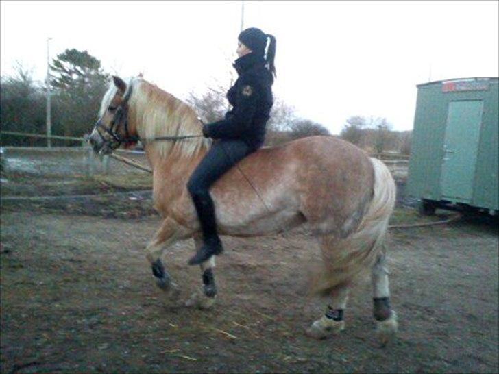 Haflinger Daisy  (Himmelhest) :( - hvad sker der lige inde på ridebanen.. ihj, lade mig se..  billede 4
