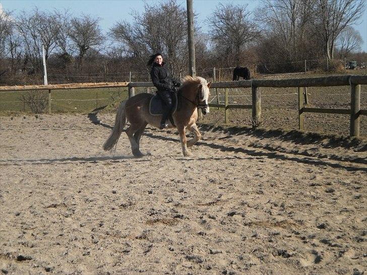 Haflinger Daisy  (Himmelhest) :( - ridning i blæsevejr.. arh nu strammer du den altså lidt..  billede 5