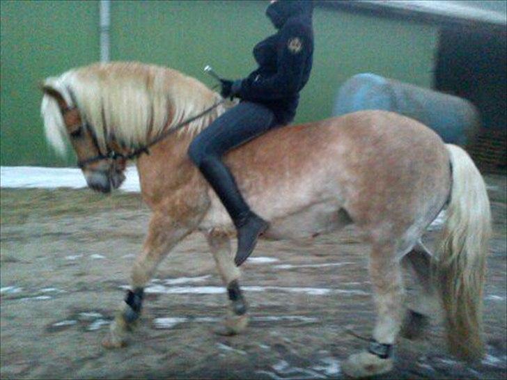 Haflinger Daisy  (Himmelhest) :( - puuuuha.. billede 6