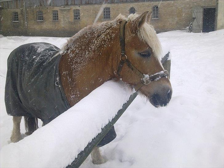Haflinger Daisy  (Himmelhest) :( billede 7