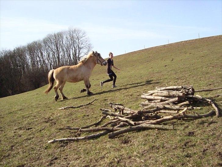 Fjordhest Lady.! "part" - en sommer dag på marken:D billede 1