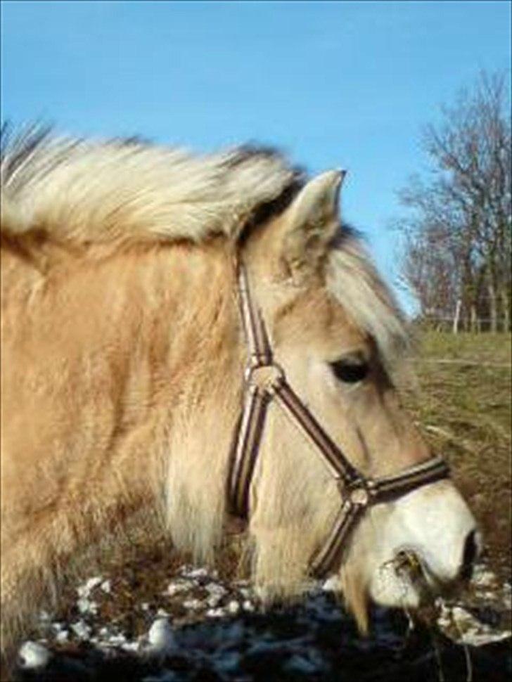 Fjordhest Lady.! "part" - Lady prinsessen <33 billede 2