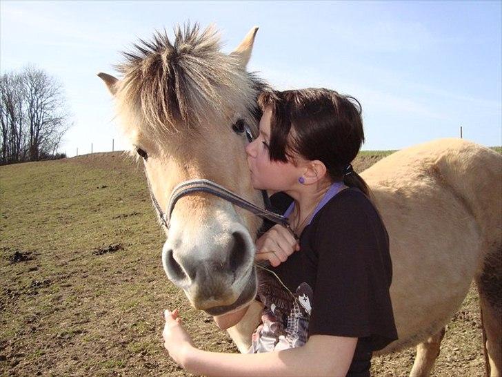 Fjordhest Lady.! "part" - tjøs tjøs<3 billede 3