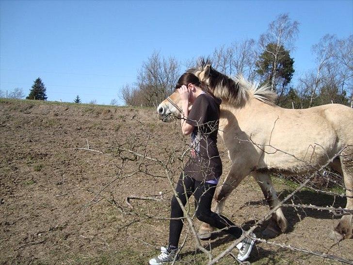 Fjordhest Lady.! "part" billede 4