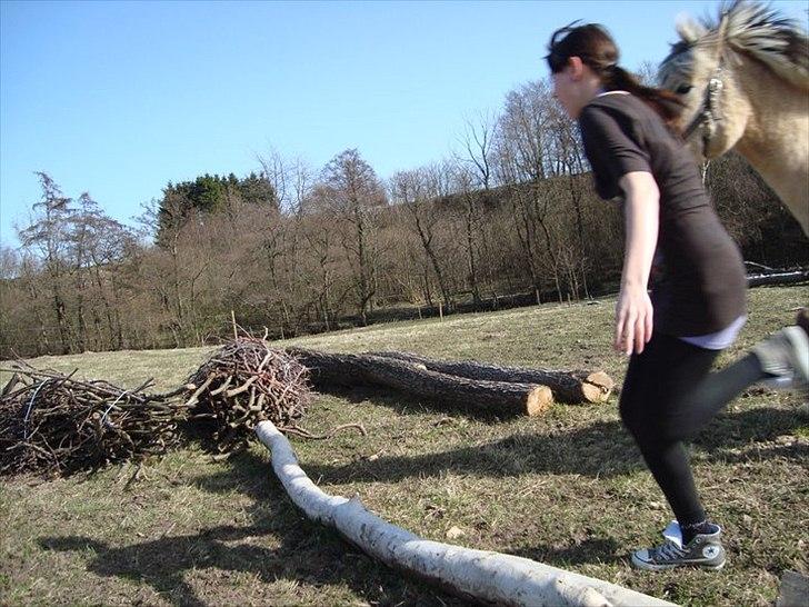 Fjordhest Lady.! "part" billede 6