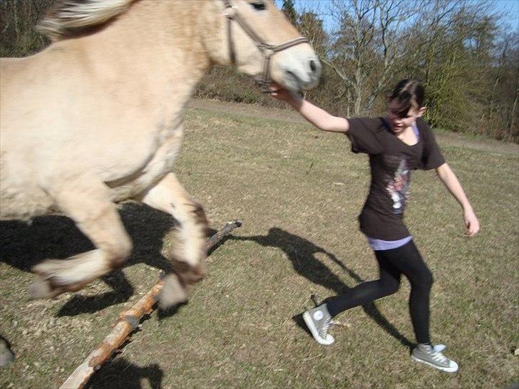 Fjordhest Lady.! "part" - hyppe di hop!! <3 :D  billede 7