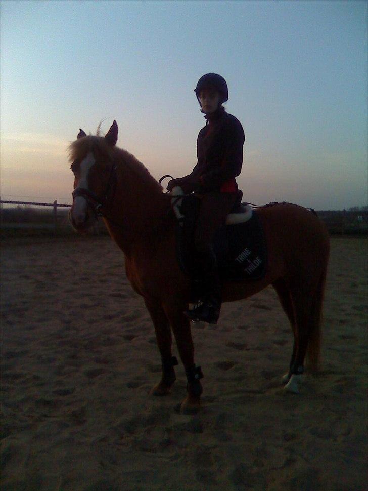 DSP sunshine (part) - en lidt for stor rytter (har ikke siddet på sunshine i måneder her!)  billede 6