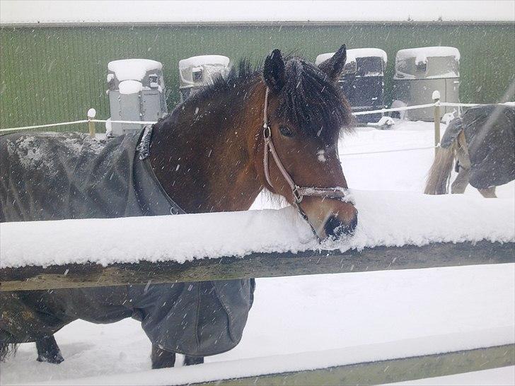 Anden særlig race lotte - barrtôssen - lækkert med noget sne..  billede 1