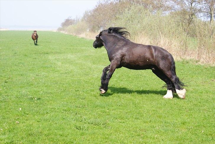 Irish Cob Crossbreed Thor billede 15