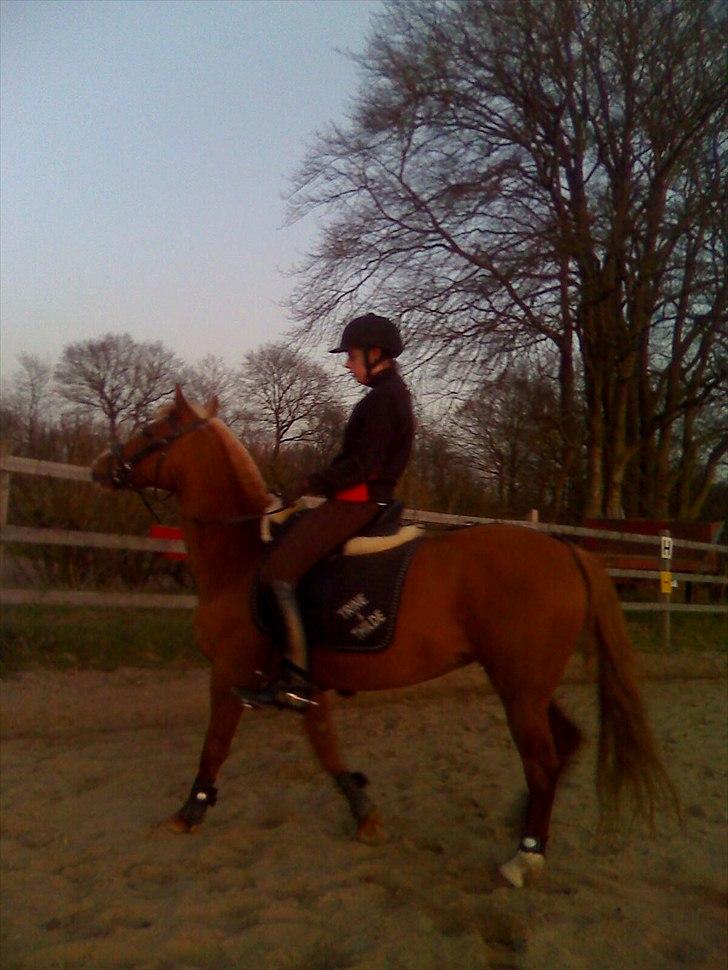 DSP sunshine (part) - se ikke på min holdning her!  billede 17