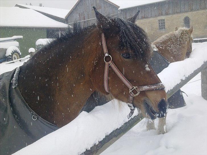 Anden særlig race lotte - barrtôssen - hvor jeg dag bare elsker sne :-) billede 2