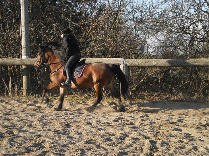 Anden særlig race lotte - barrtôssen - wiiii, Galop og jeg må løbe stærkt, mén det gør jeg ikke :)  billede 3