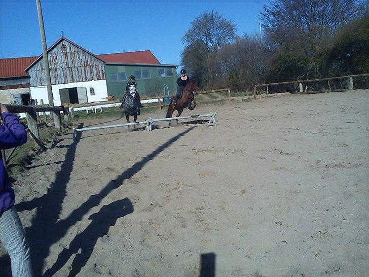 Anden særlig race lotte - barrtôssen - mig og min ven Wonder springer på samme tid..  billede 4