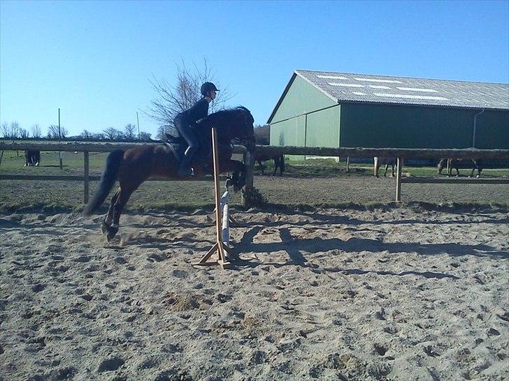 Anden særlig race lotte - barrtôssen - årh jeg ELSKER at springe :) (og jeg er god)  billede 6