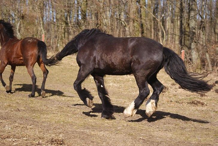 Irish Cob Crossbreed Thor billede 16