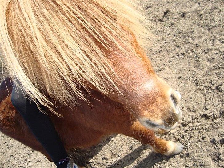 Shetlænder Lukas:D "Passer" - velkommen til den lille prins Lukas :D  billede 1