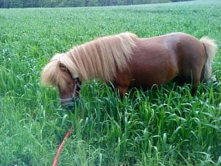 Shetlænder Lukas:D "Passer" billede 2