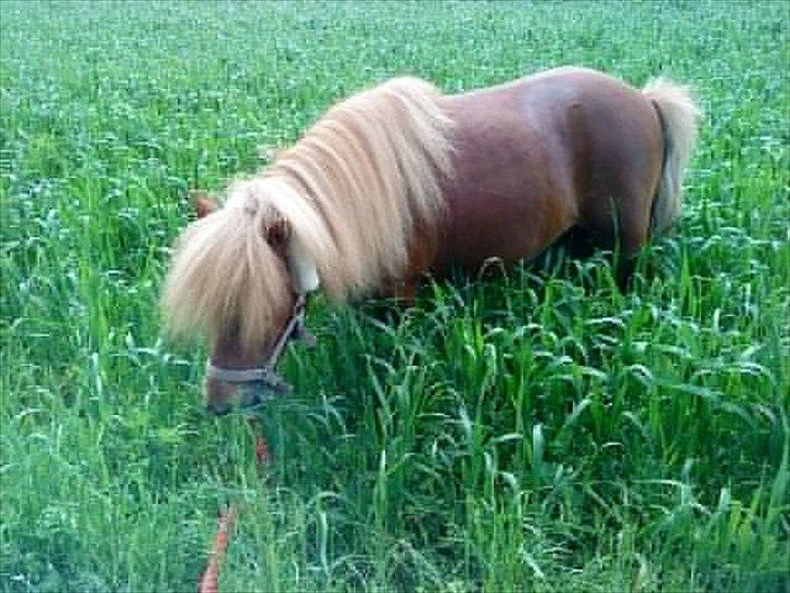 Shetlænder Lukas:D "Passer" billede 3