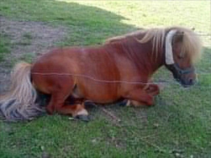 Shetlænder Lukas:D "Passer" - såå tar vi sku lige en slapper.! :D  billede 4