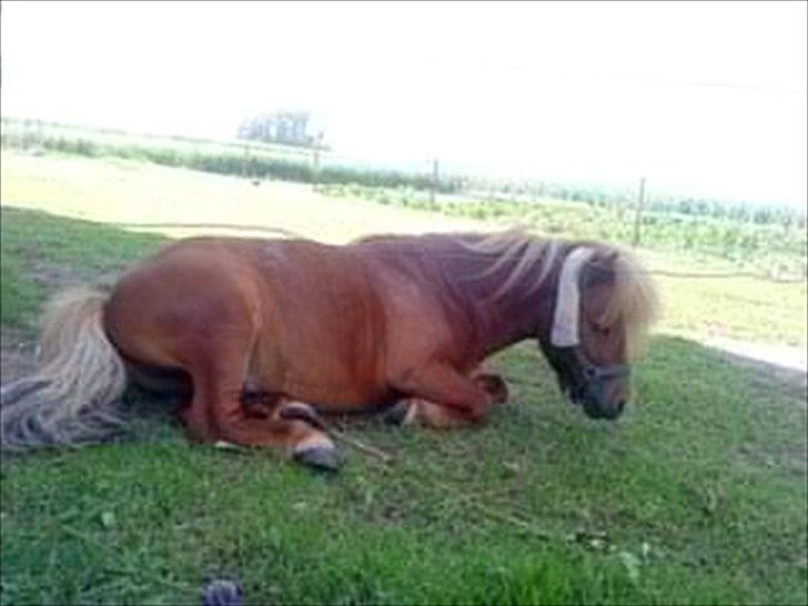 Shetlænder Lukas:D "Passer" billede 5