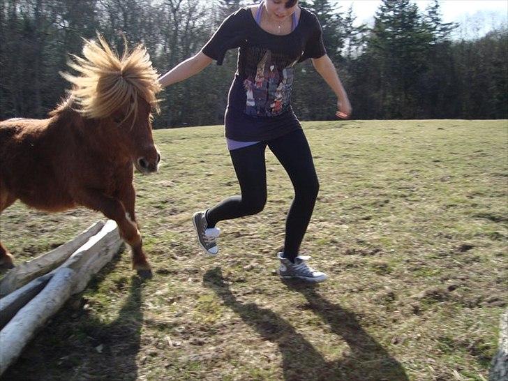Shetlænder Lukas:D "Passer" - springet lige lidt:D  billede 6