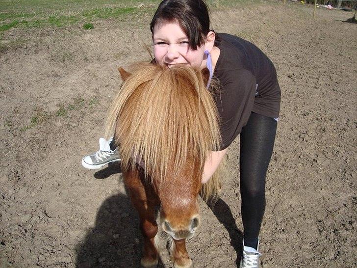 Shetlænder Lukas:D "Passer" billede 8