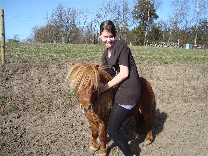 Shetlænder Lukas:D "Passer" - elske på dig:D <33 billede 9