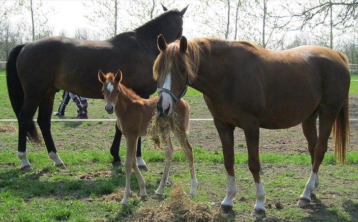DSP Stormarkgaards Monique [Himmelhest] - Første dag for Monique & Asheeba ved Stald Lykkebo :) billede 5