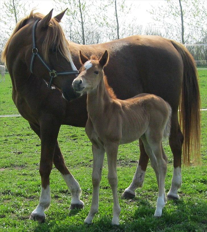 DSP Stormarkgaards Monique [Himmelhest] billede 7