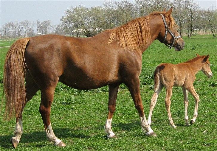 DSP Stormarkgaards Monique [Himmelhest] billede 2