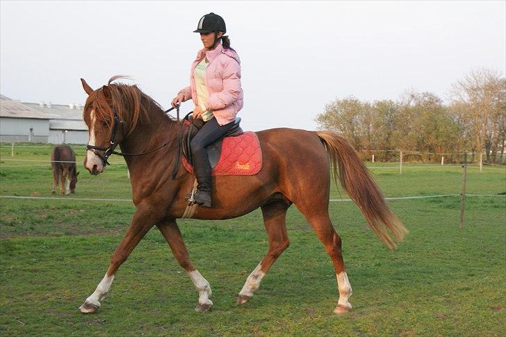 DSP Stormarkgaards Monique [Himmelhest] billede 8